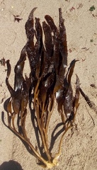 Lessonia trabeculata