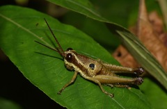 Ommatolampis perspicillata