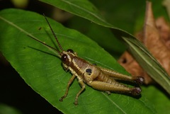Ommatolampis perspicillata