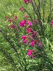 Gladiolus communis byzantinus