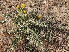 Scolymus grandiflorus