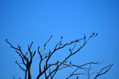 Tachycineta leucopyga