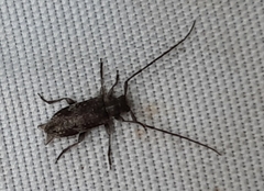 Exocentrus adspersus