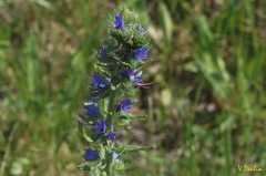 Echium vulgare