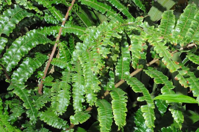 Didymochlaena