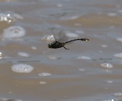 Gomphurus fraternus