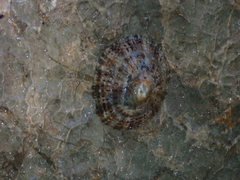 Patella rustica