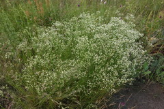 Eremogone longifolia