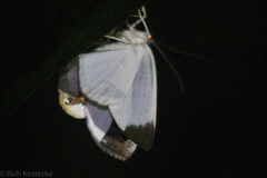 Opisthoxia amabilis