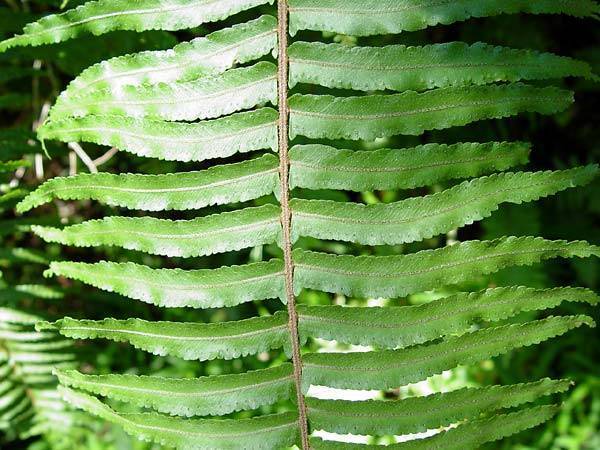 Curly sword fern