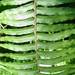 Rough Sword Fern - Photo (c) Smithsonian Institution, National Museum of Natural History, Department of Botany, some rights reserved (CC BY-NC-SA)