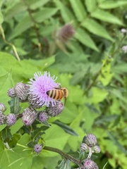 Apis mellifera
