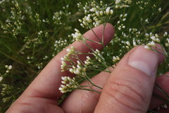 Eremogone longifolia