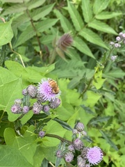 Apis mellifera