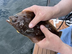 Citharichthys sordidus