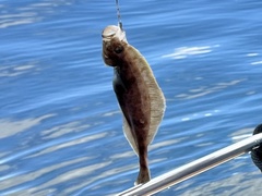 Citharichthys sordidus