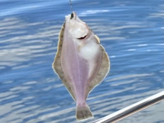 Citharichthys sordidus