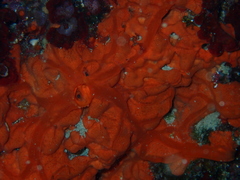 Spirastrella cunctatrix