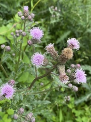Cirsium arvense