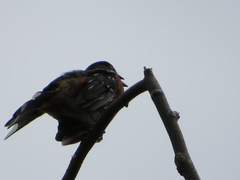 Pipilo maculatus oregonus