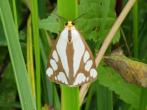 Reversed Haploa Moth photo 5