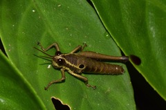 Ommatolampis perspicillata