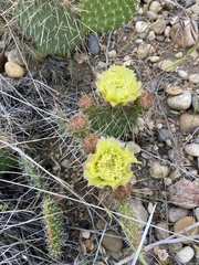 Opuntia polyacantha