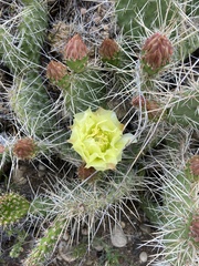 Opuntia polyacantha