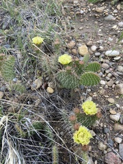 Opuntia polyacantha