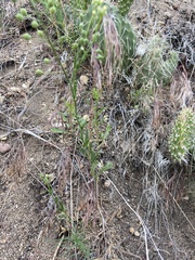 Camelina microcarpa