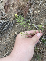 Camelina microcarpa