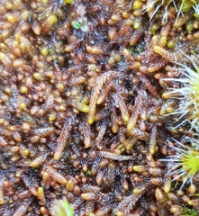 Odontoschisma sphagni