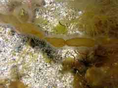 Asperococcus fistulosus
