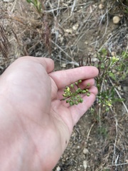 Camelina microcarpa
