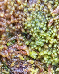 Odontoschisma sphagni