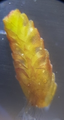 Odontoschisma sphagni