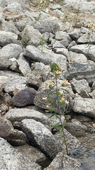 Collomia grandiflora