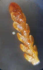 Odontoschisma sphagni