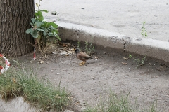 Acridotheres tristis