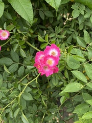 Rosa