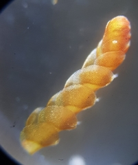 Odontoschisma sphagni