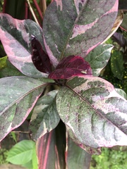 Pseuderanthemum carruthersii