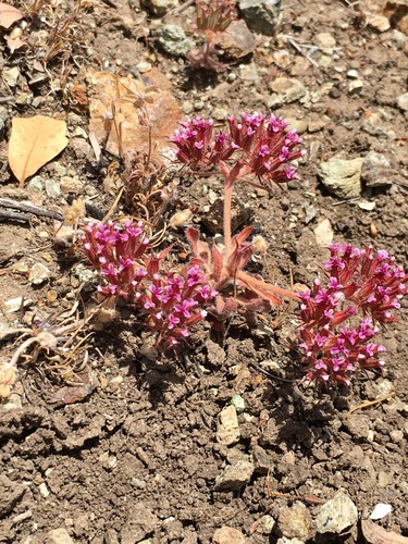 Chorizanthe biloba