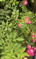 Rosa