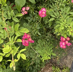 Rosa
