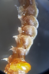 Odontoschisma sphagni