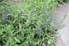 Echium vulgare