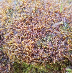 Odontoschisma sphagni