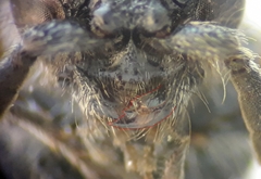 Physetopoda scutellaris