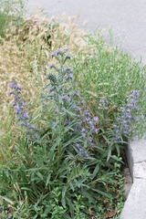Echium vulgare